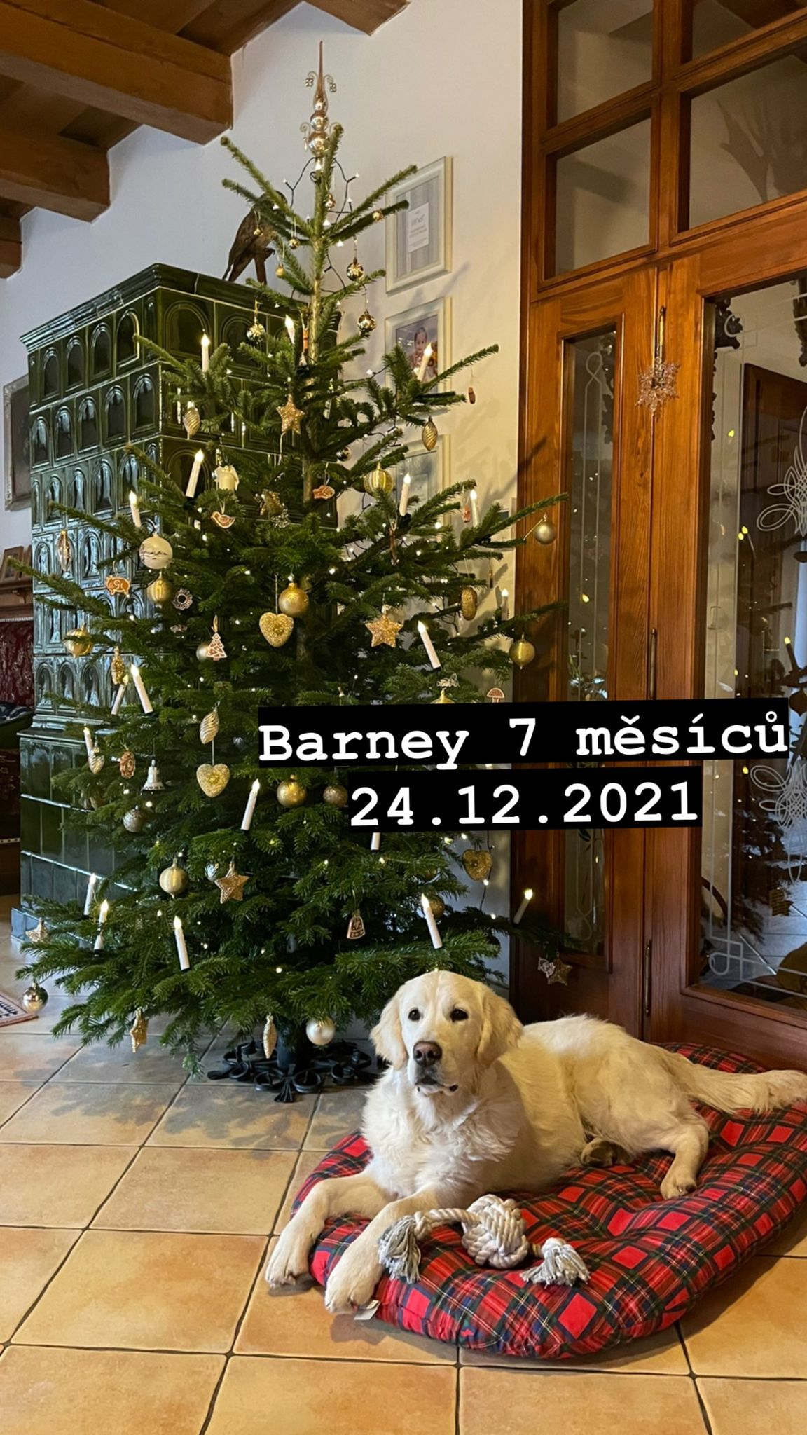 Barney - pan tmavě modrý