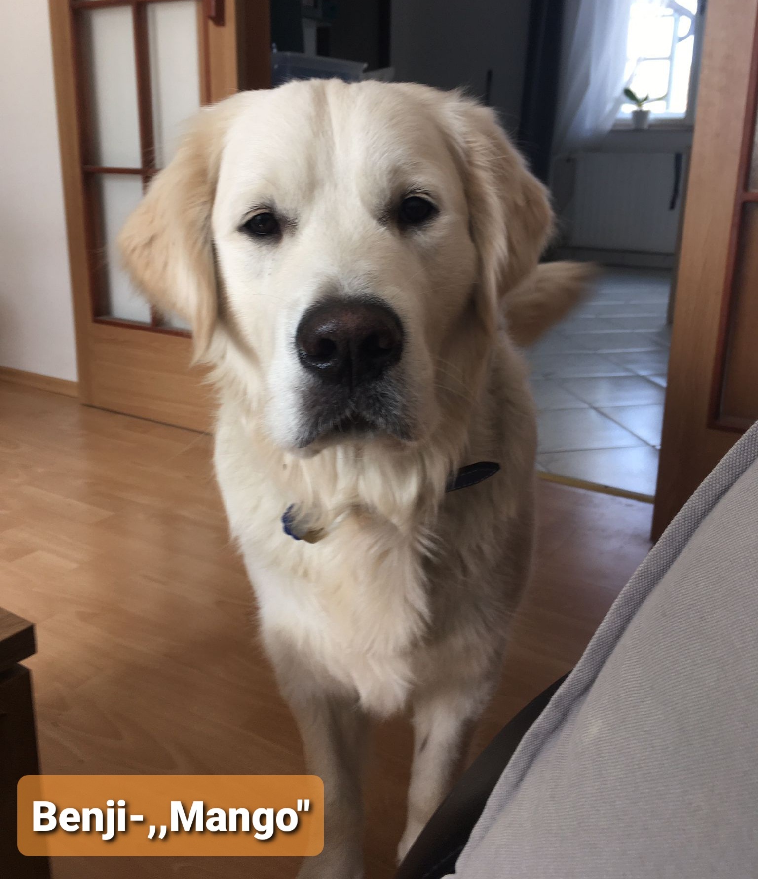 Benji - ,,Mango" - 10 měsíců