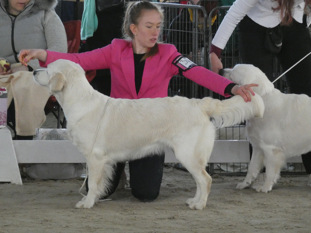 Bellissima Oro Amalia - výstava Královice - Výborná 2x